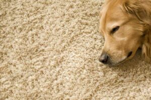 Why-You-Should-Consider-Air-Duct-Cleaning-If-You-Have-Pets This image shows a dog laying on the carpet.