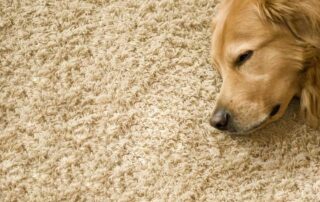 This image shows a dog laying on the carpet.